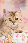 British Shorthair Kitten