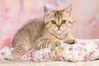 British Shorthair Kitten