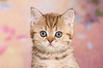 British Shorthair Kitten