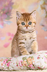 British Shorthair Kitten