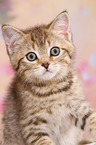 British Shorthair Kitten