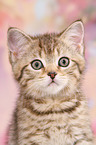 British Shorthair Kitten
