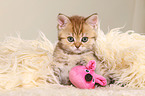 British Shorthair Kitten