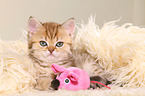 British Shorthair Kitten