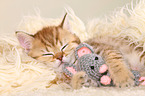 British Shorthair Kitten