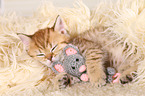 British Shorthair Kitten