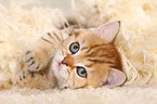 British Shorthair Kitten