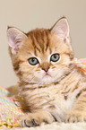 British Shorthair Kitten