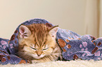 British Shorthair Kitten