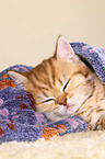 British Shorthair Kitten
