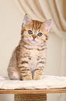 British Shorthair Kitten