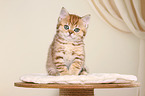 British Shorthair Kitten