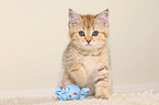 British Shorthair Kitten