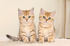 British Shorthair Kitten