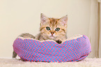 British Shorthair Kitten