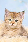 British Shorthair Kitten