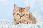 British Shorthair Kitten