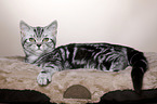 young British Shorthair