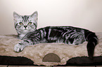 young British Shorthair