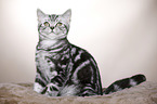 young British Shorthair