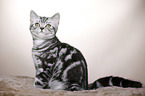 young British Shorthair