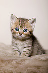 British Shorthair Kitten
