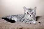 young British Shorthair