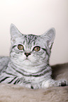 young British Shorthair