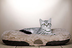 young British Shorthair