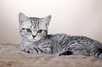 young British Shorthair