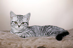 young British Shorthair