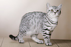 young British Shorthair
