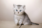 British Shorthair Kitten