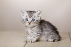 British Shorthair Kitten