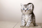 British Shorthair Kitten