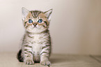 British Shorthair Kitten