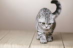 young British Shorthair