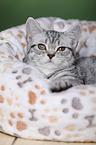 young British Shorthair