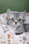 young British Shorthair