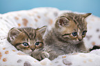 British Shorthair Kitten