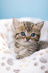 British Shorthair Kitten