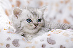 British Shorthair Kitten