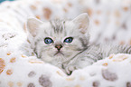 British Shorthair Kitten