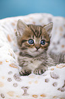 British Shorthair Kitten