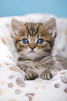 British Shorthair Kitten
