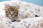 British Shorthair Kitten