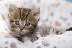 British Shorthair Kitten