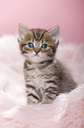 British Shorthair Kitten