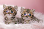 British Shorthair Kitten