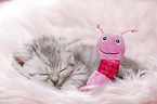 British Shorthair Kitten